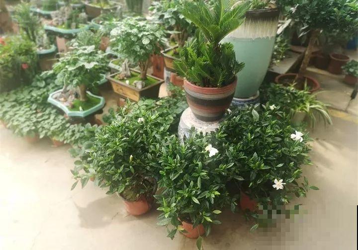 买花容易挑花眼？带本秘籍走，喜欢的花一盆也不落！