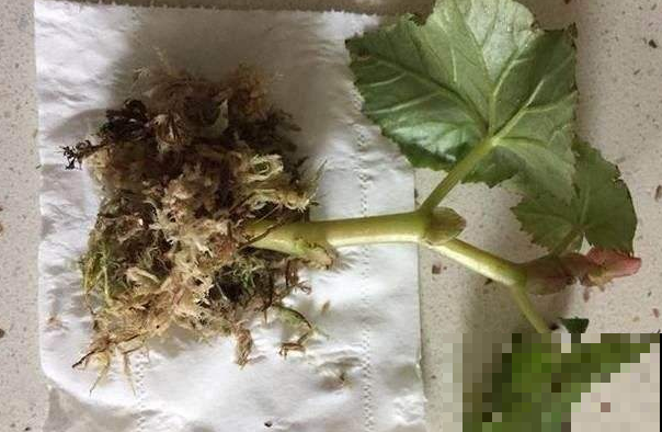 家里常用的卫生纸，拿来养花原来有这奇效，大白根窜的止不住