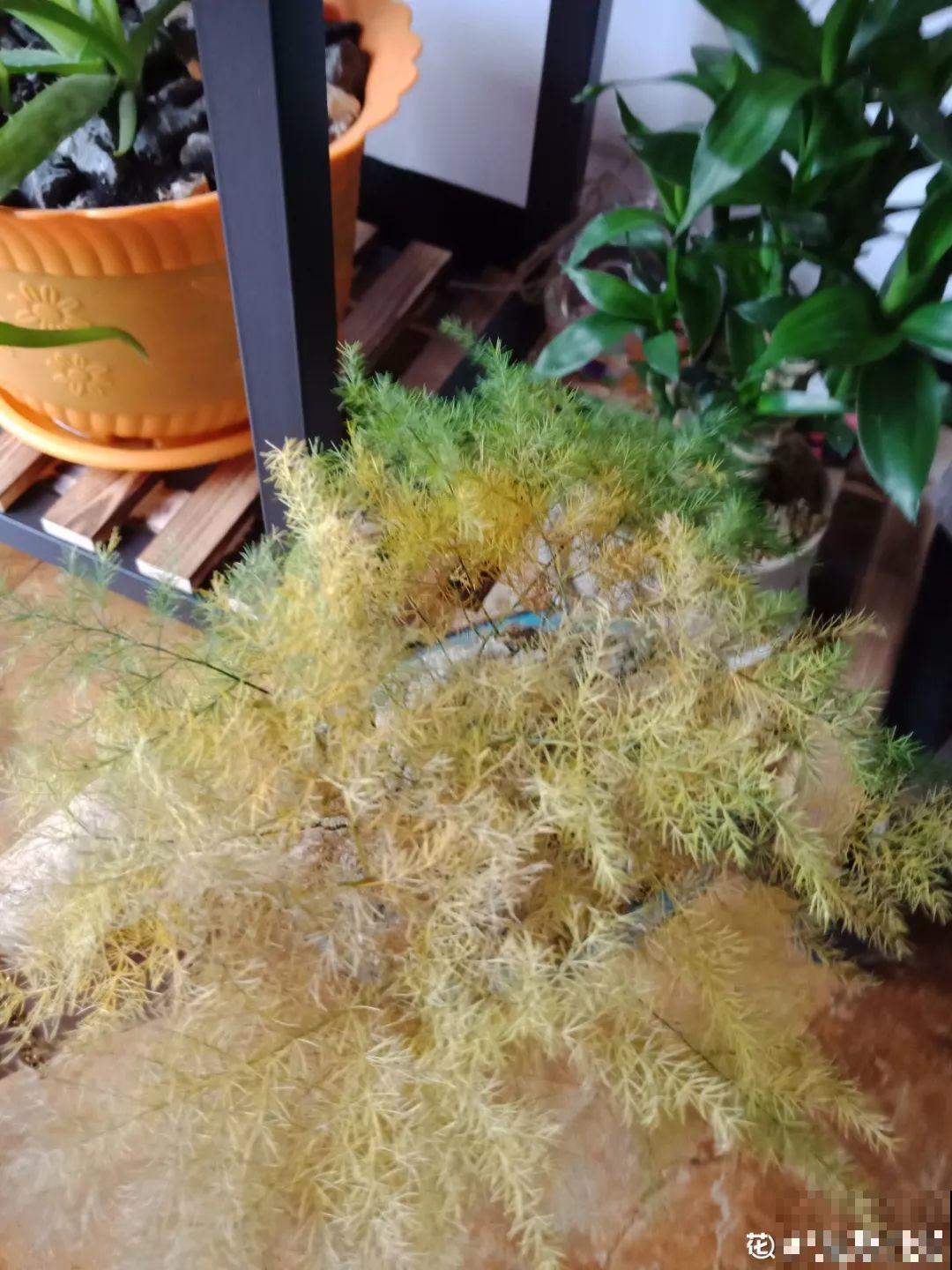 4种花现在赶紧剪，剃光头撸光叶，越狠越爆盆！