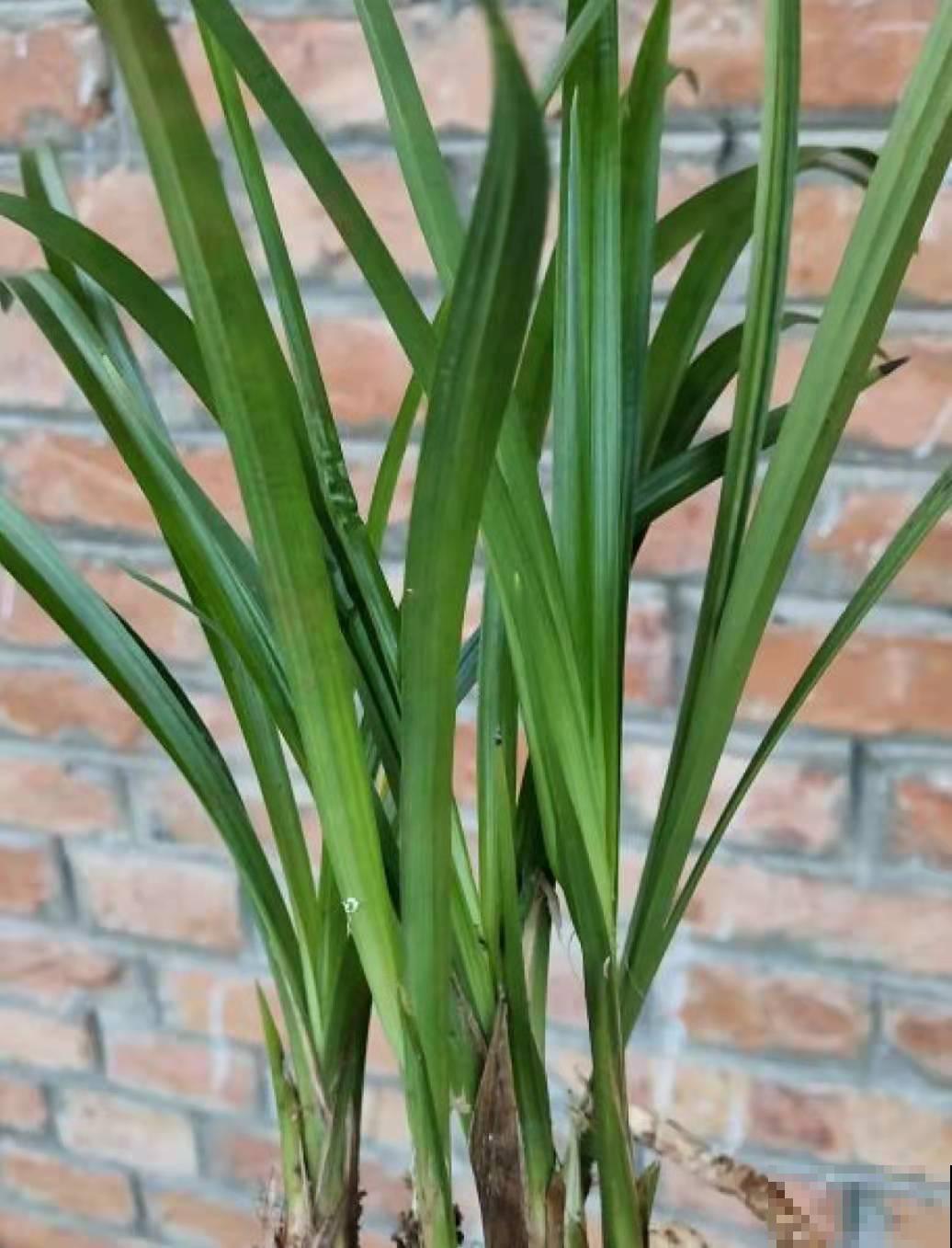 养兰花这么养，学个两三招，想要不开花都难！