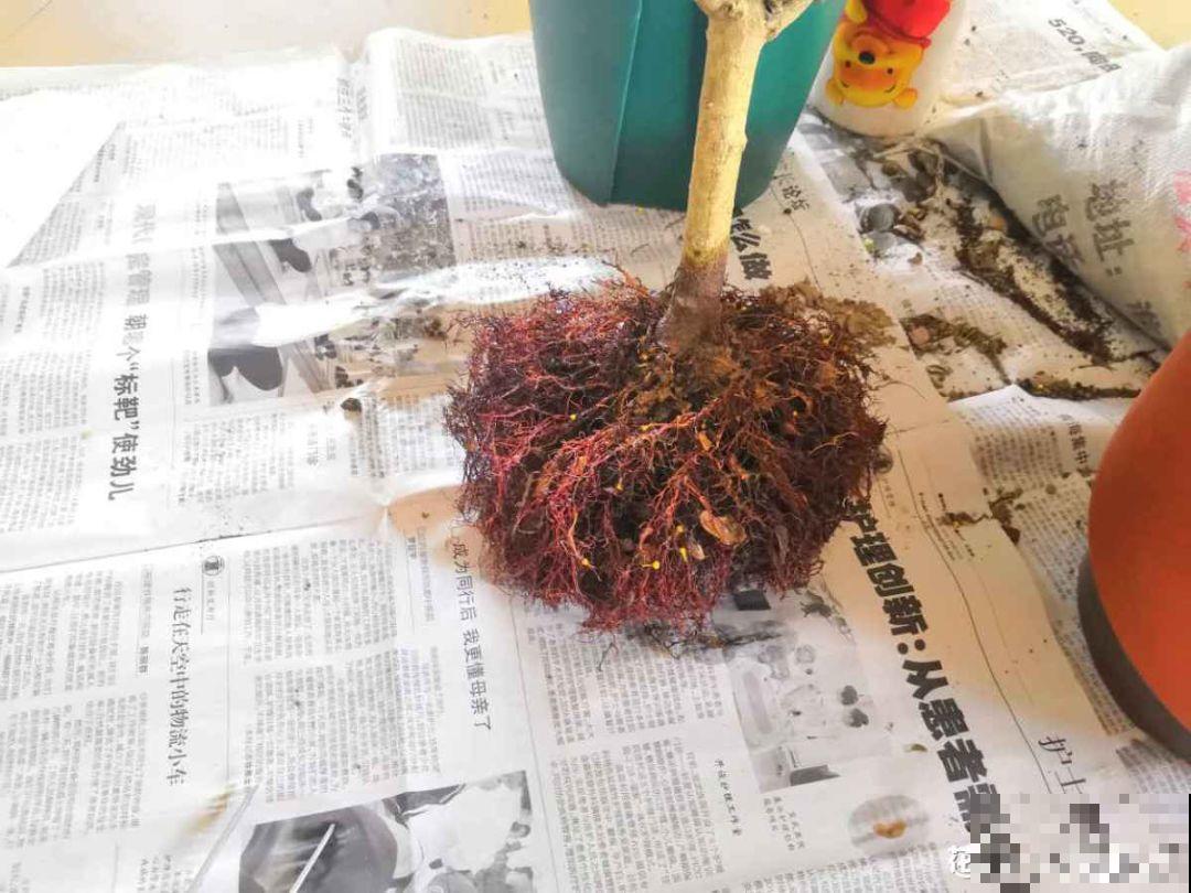 这花根比萝卜粗，别随便剪，小心3天死翘翘！