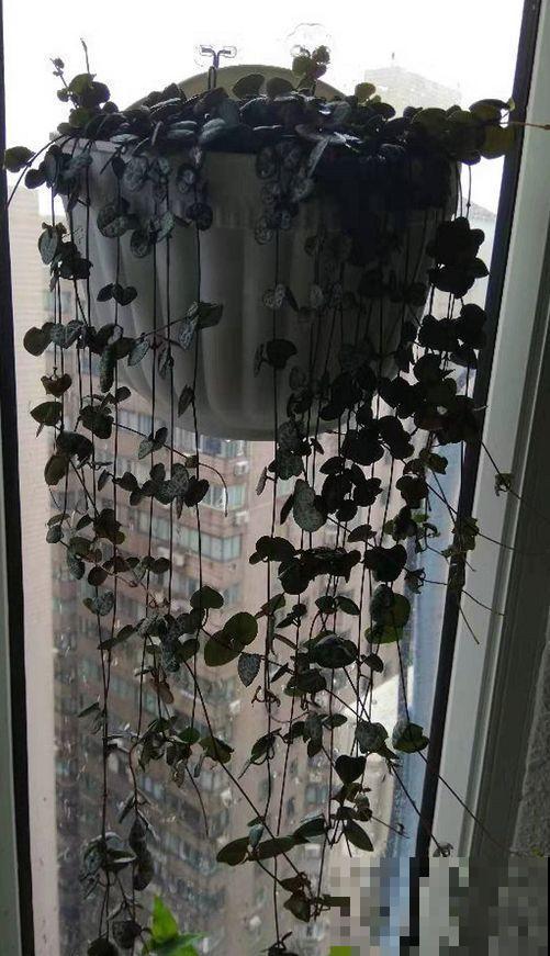 这种多肉要吊着养，墙上挂一盆，格调提升好几度！