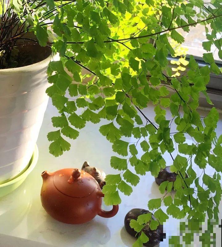 适合在角落里养的花，能水培能爬藤，屋里瞬间大变样！