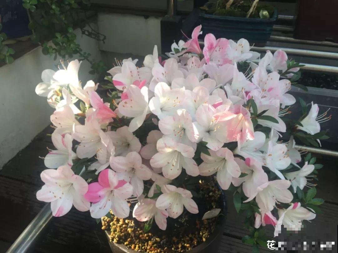 这2种花是给公认的难养，秋冬容易死，新手慎买！