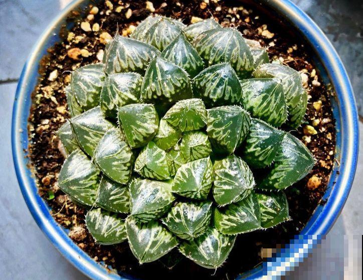 极品玉露，晶莹剔透堪比水晶，看一眼就爱上！
