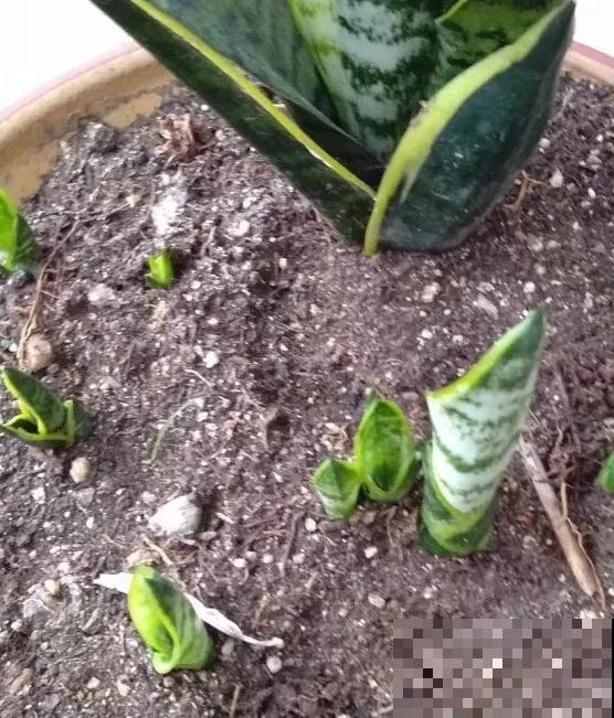 这3种花，秋天喂饱了，长得油绿壮实好过冬！