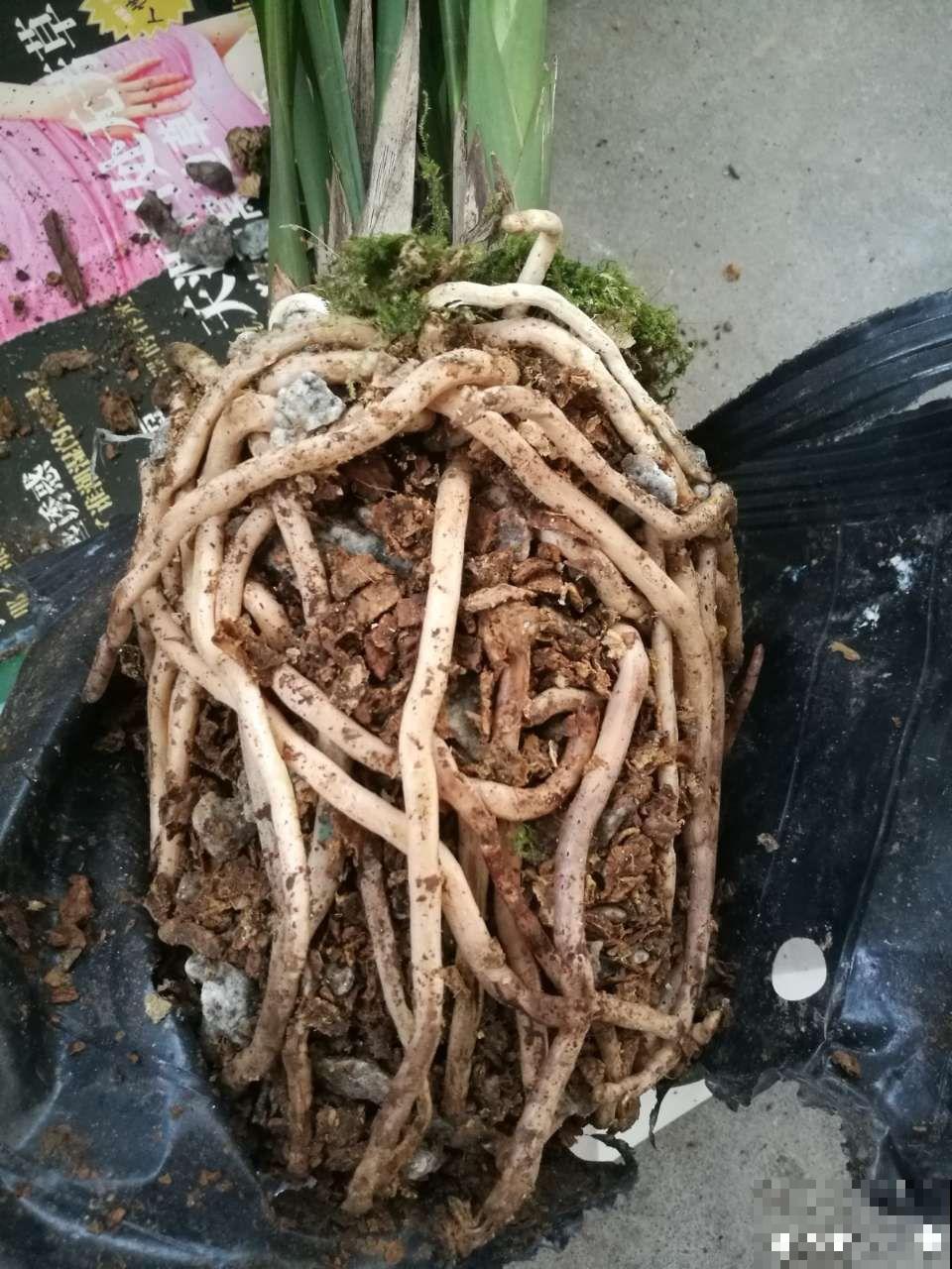 这花根比萝卜粗，别随便剪，小心3天死翘翘！