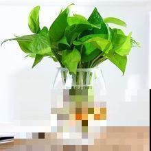 原来花盆里面暗藏玄机，选对了，啥花都能养得旺！