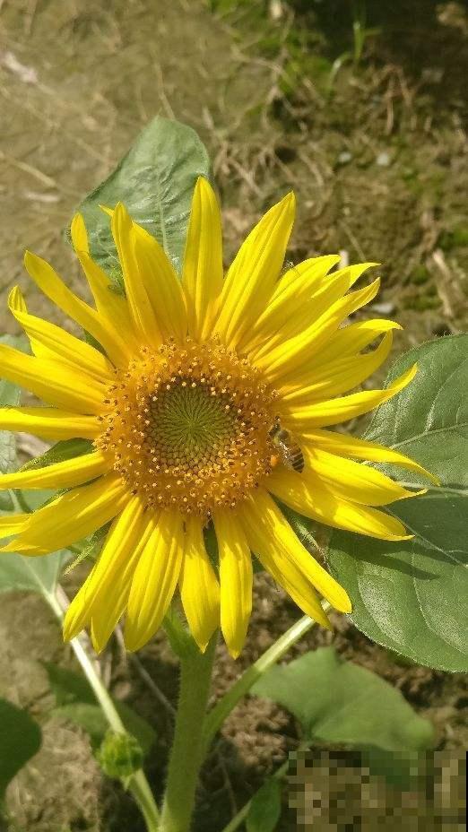 这几种花，自家阳台就可以种，养好后堪比皇上的御花园