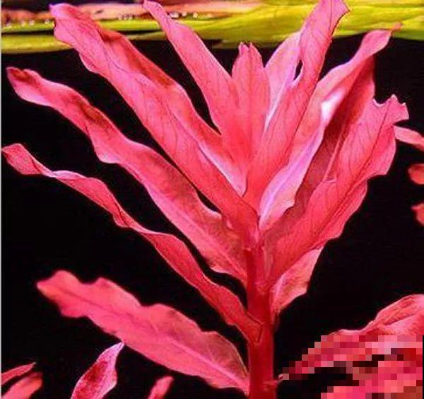 比铜钱草好看百倍的花，7天爆满一大缸，多到家里堆不下！