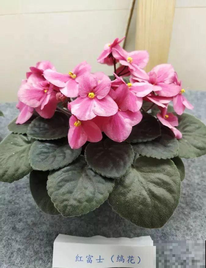 最耐阴的花就是它，光线弱也能开爆盆，越养越上瘾！