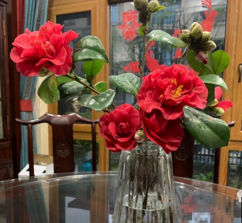 这花原来还能这么玩，经典的切花，自己养一盆也很好看！