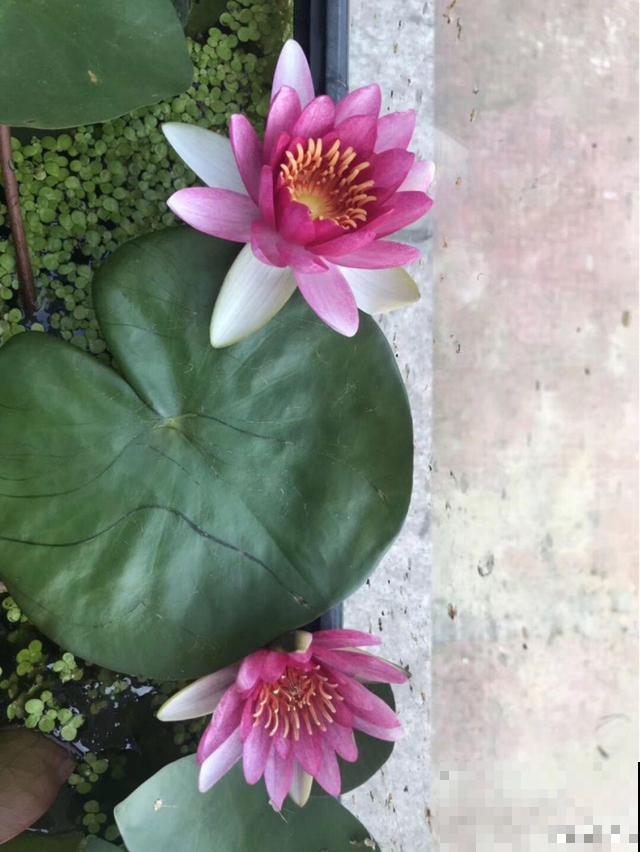 有格调的人，都爱养这花，品味高上档次