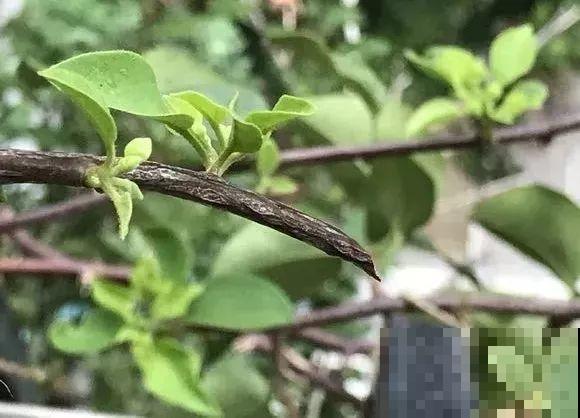 三角梅的养护要点，3招教你促开花，秋天霸占整个阳台！