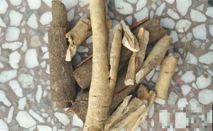 出门捡点它，正好秋天换盆用，花越养越茂盛！