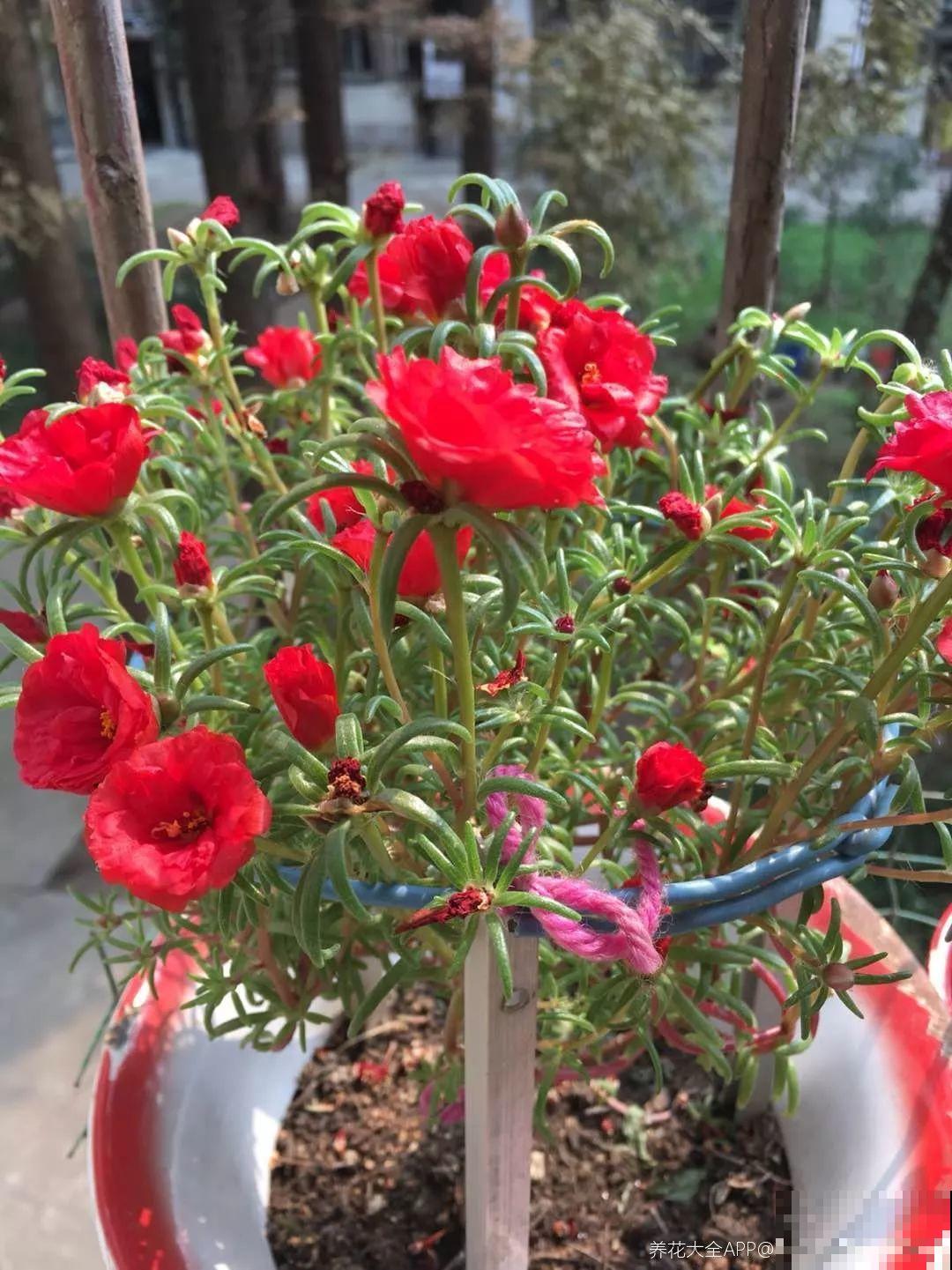 把花插在油桶里，疯狂晒7天，开成大花柱！