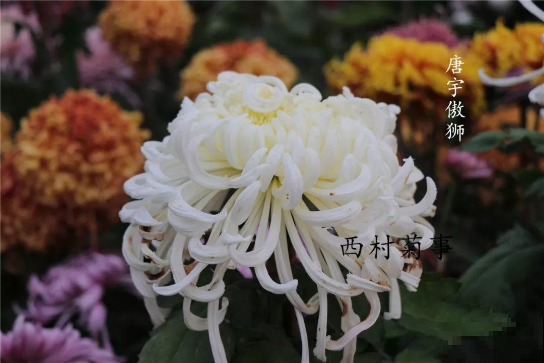 秋天啥花都可以不养，唯独这1种，100盆都不嫌多！