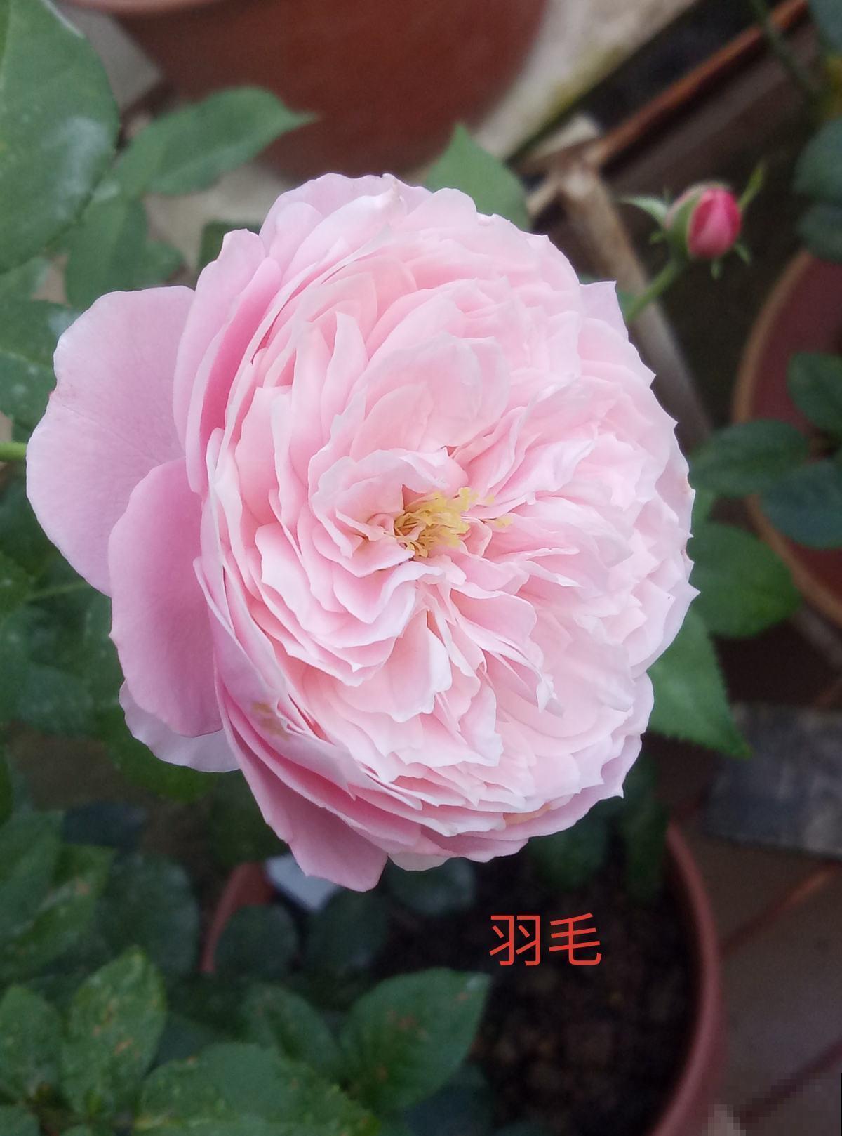 家里客厅摆这几种月季，五颜六色很吸客，还容易变开花机器！