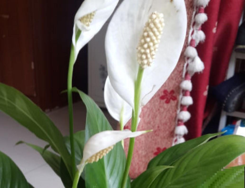 家里养白掌了吗？试试这招，花开不断！