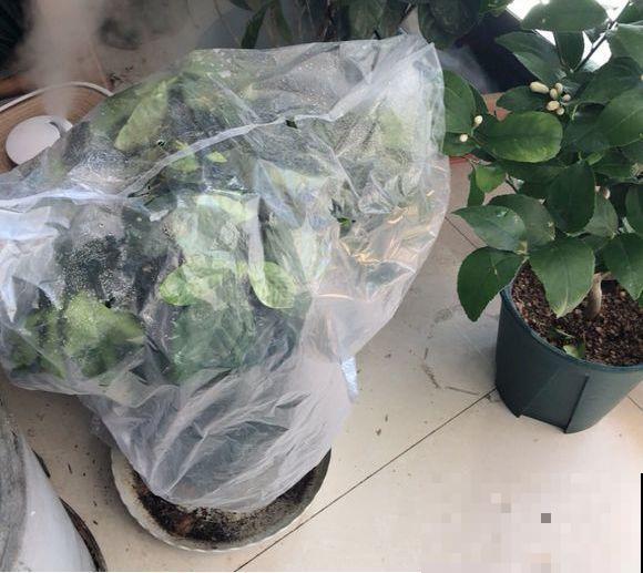 君子兰光长叶不开花？趁着秋天换换土，营养够了才能窜花枝！