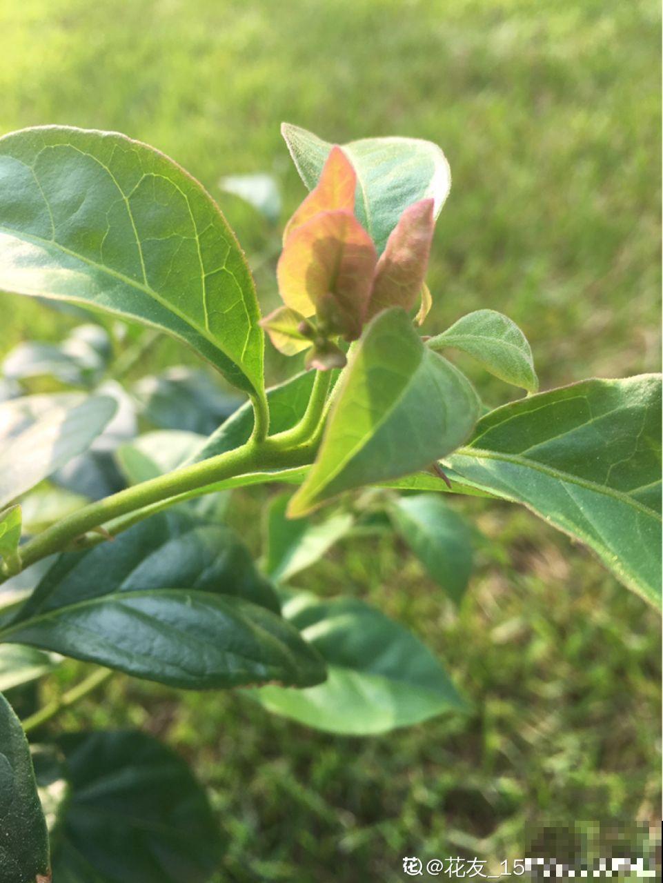 这花就得穷养，塞进小盆，少浇水，越长越旺
