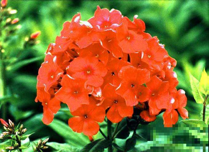 这花自带福气，名字吉祥惹人爱，开花更是花团锦簇超圆满！