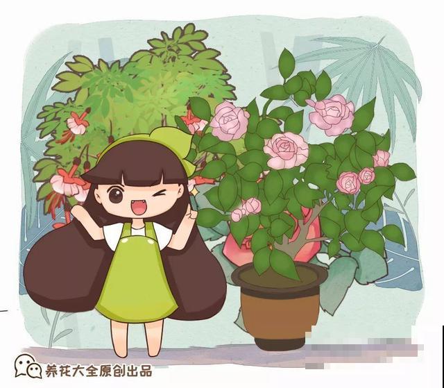 公认的懒人盆栽，比绿萝还省事，别再说你养不活了