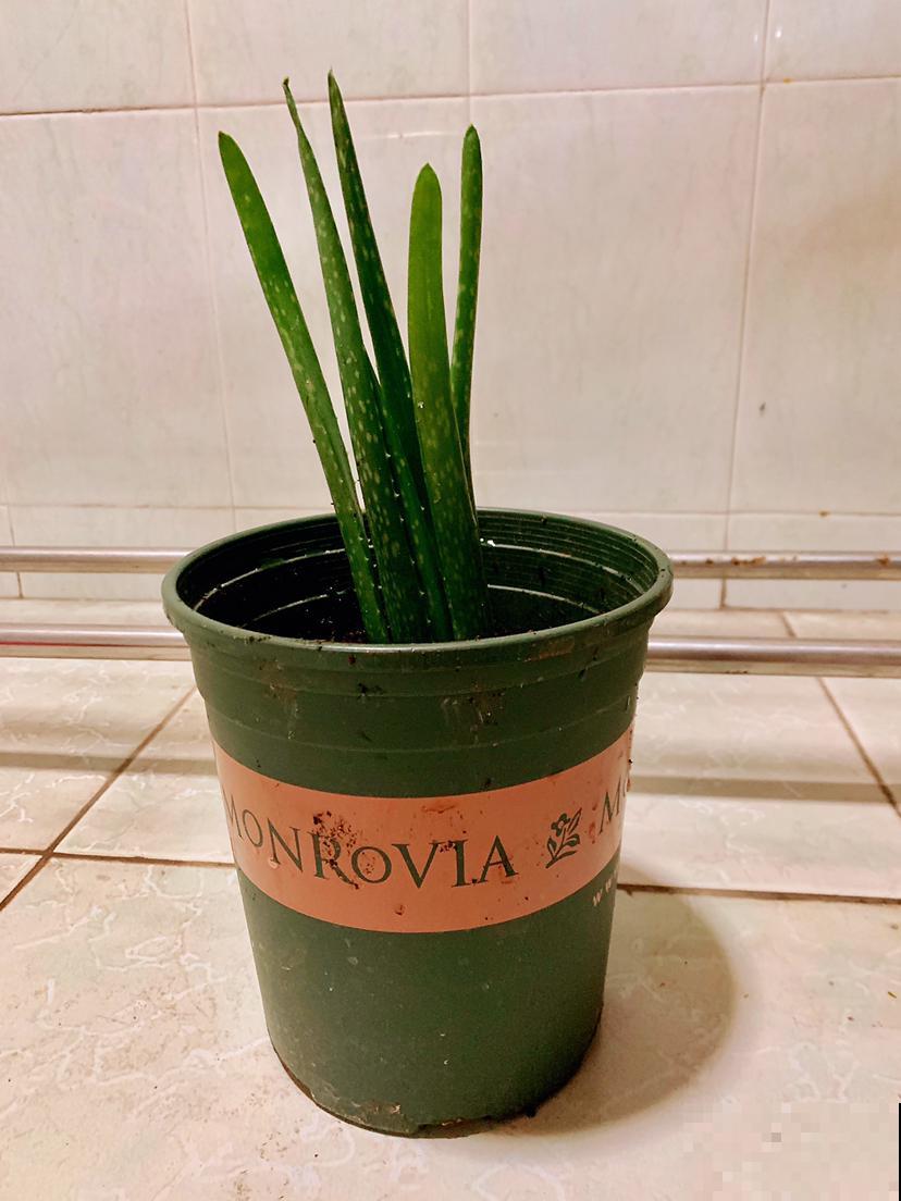 芦荟的几点养护技巧，土里加上碎瓦片，不愁长不好