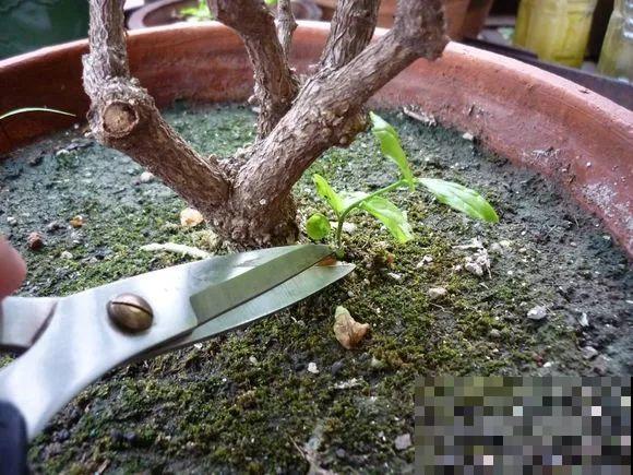 这种花秋冬这么养，明年开花成瀑布，现在明白还不晚