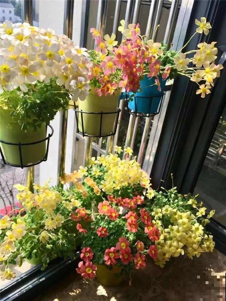 防盗窗上养这花，1个月开成花海，邻居都看花眼！