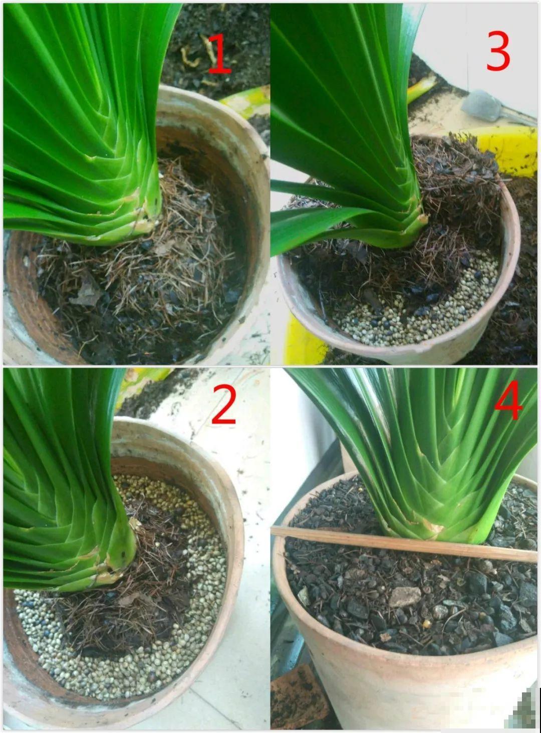 9月开始，这3种花需要大补肥，灌点它，越长越有劲儿！
