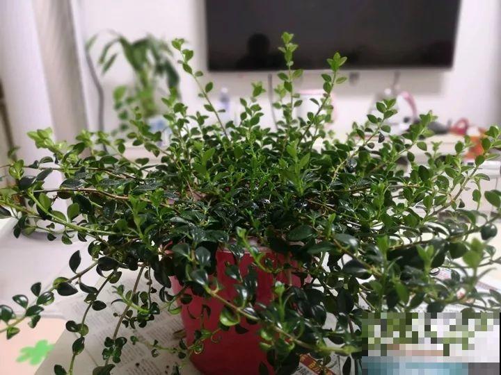 你家的金鱼吊兰是不是养成“菜”？这么养，一年四季都开花！