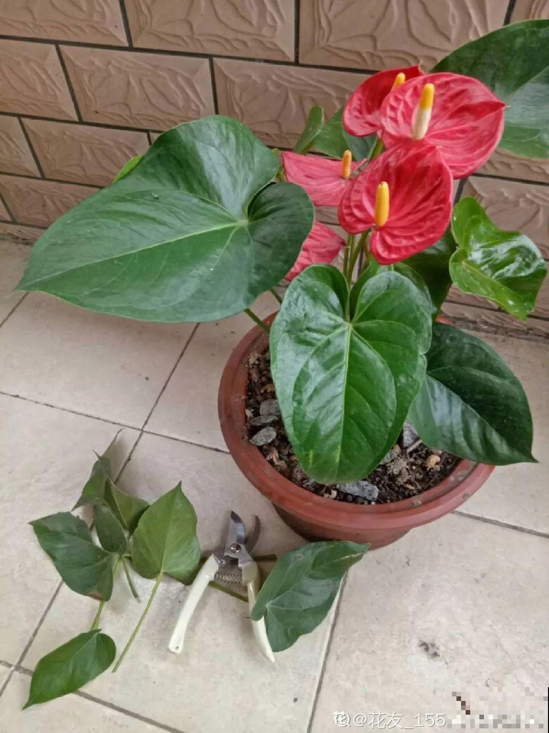 一朵花开了10个月，老妈非说是假花，幸好没拔！