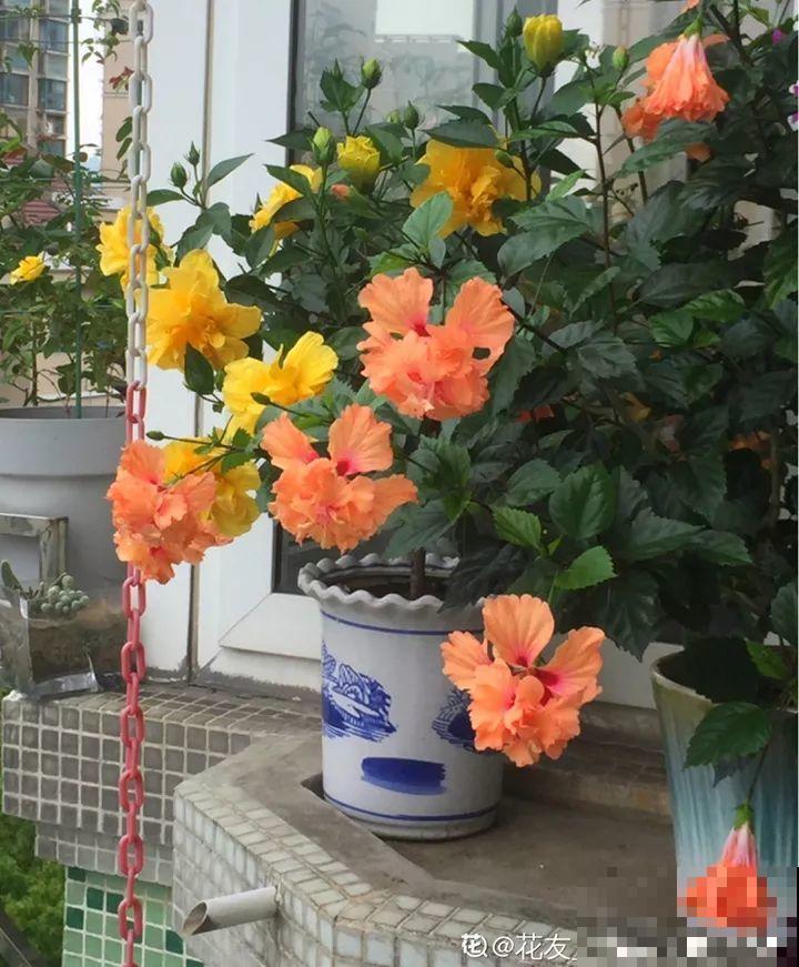 这花一年四季都在开，堪称劳模，可别买到假货！