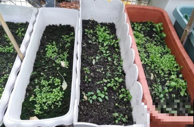 没赶上春荠菜的赶紧了，秋天这茬味道更鲜美，挖几棵就做成山珍汤