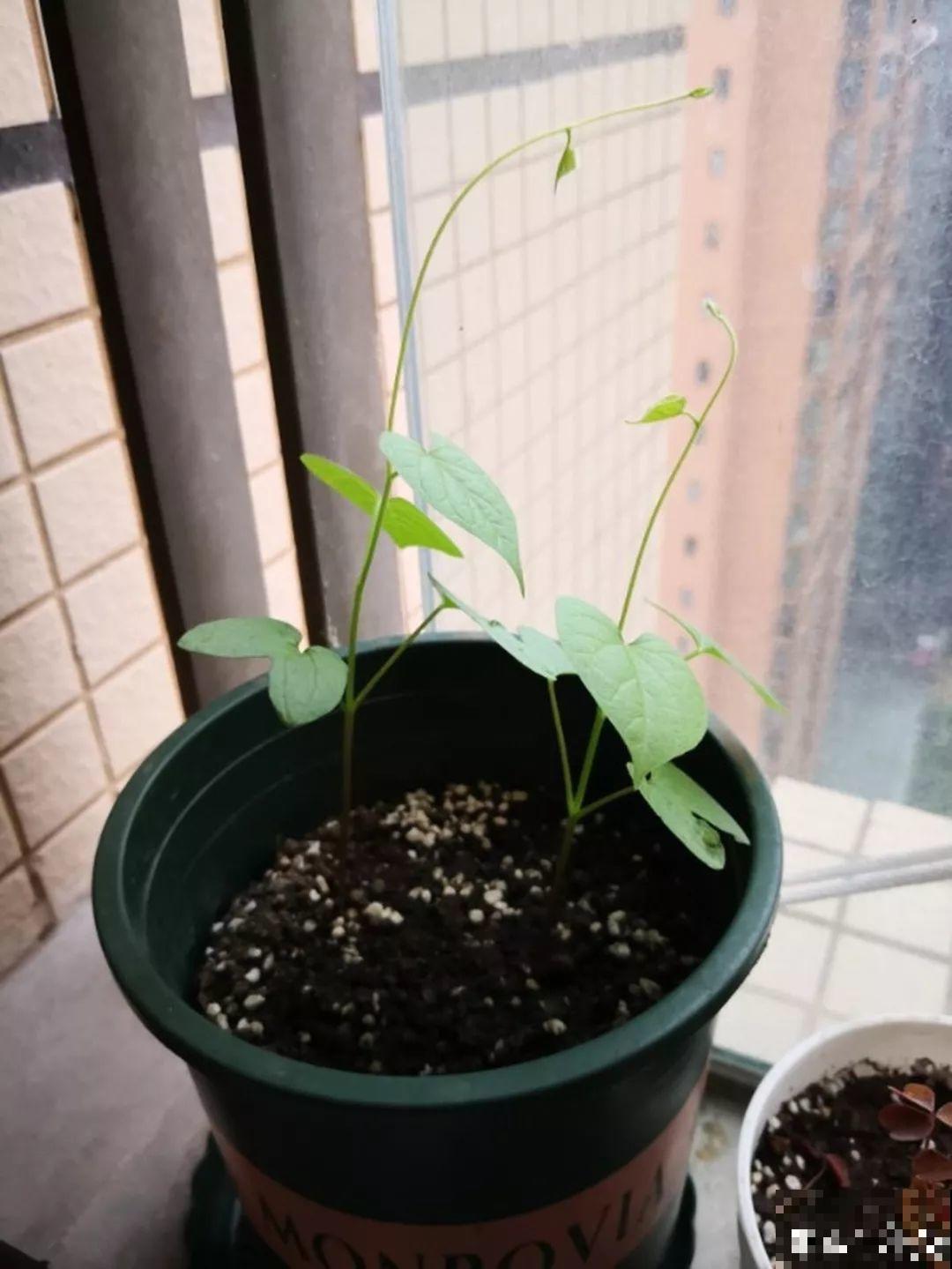 秋天撒把种子，5天出芽2个月开花，呼呼爬成一面墙！