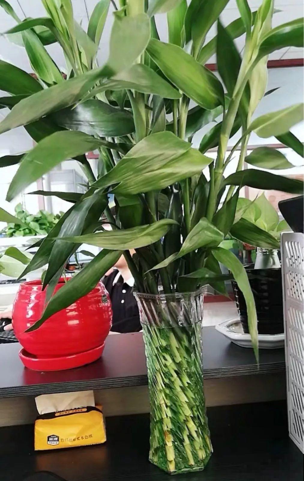 这花寓意极好，十块钱一捆，插水里就能活！
