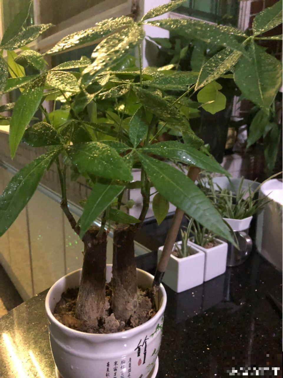 再好养的花也怕冷，放外面一晚上，一不小心变烂草！