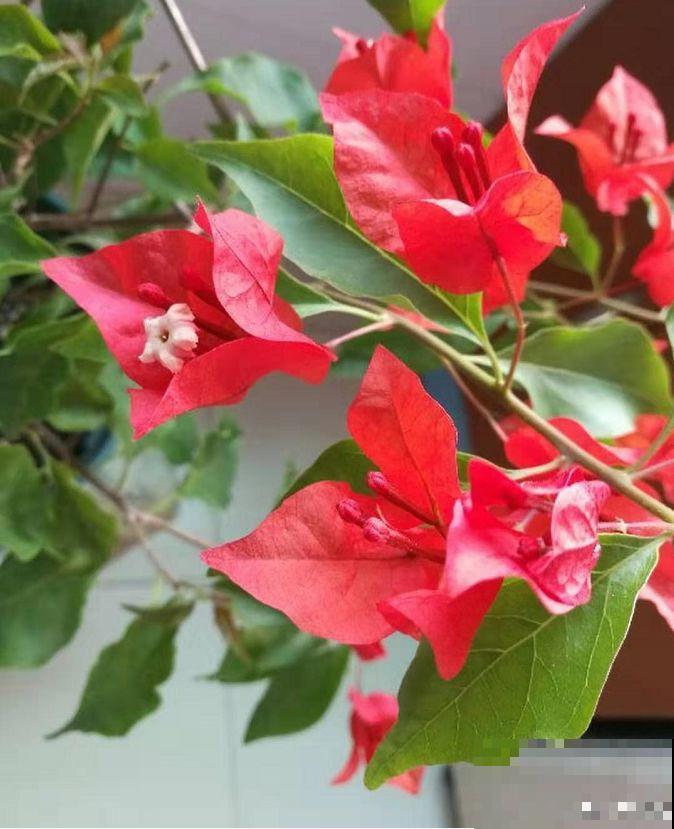 三角梅不开花？旱它15天，花苞蹭蹭往外冒！