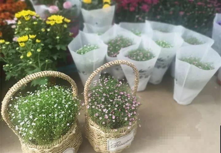 这10种花，看一眼就爱上，逛花市怎么能不买一盆！