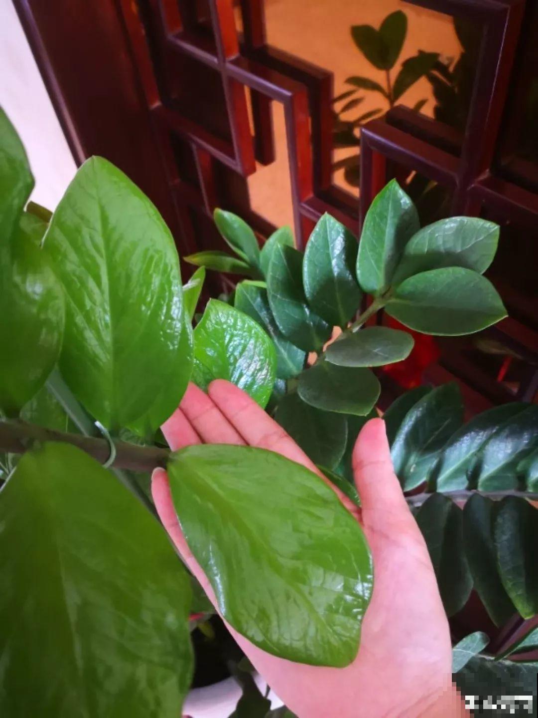 秋天爱疯长的花，剪1刀、喂点肥，新芽立马撑爆盆！