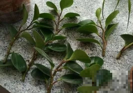 小小叶子插出满阳台的花，秋天成活最高的是它，邻居家揪点就成活