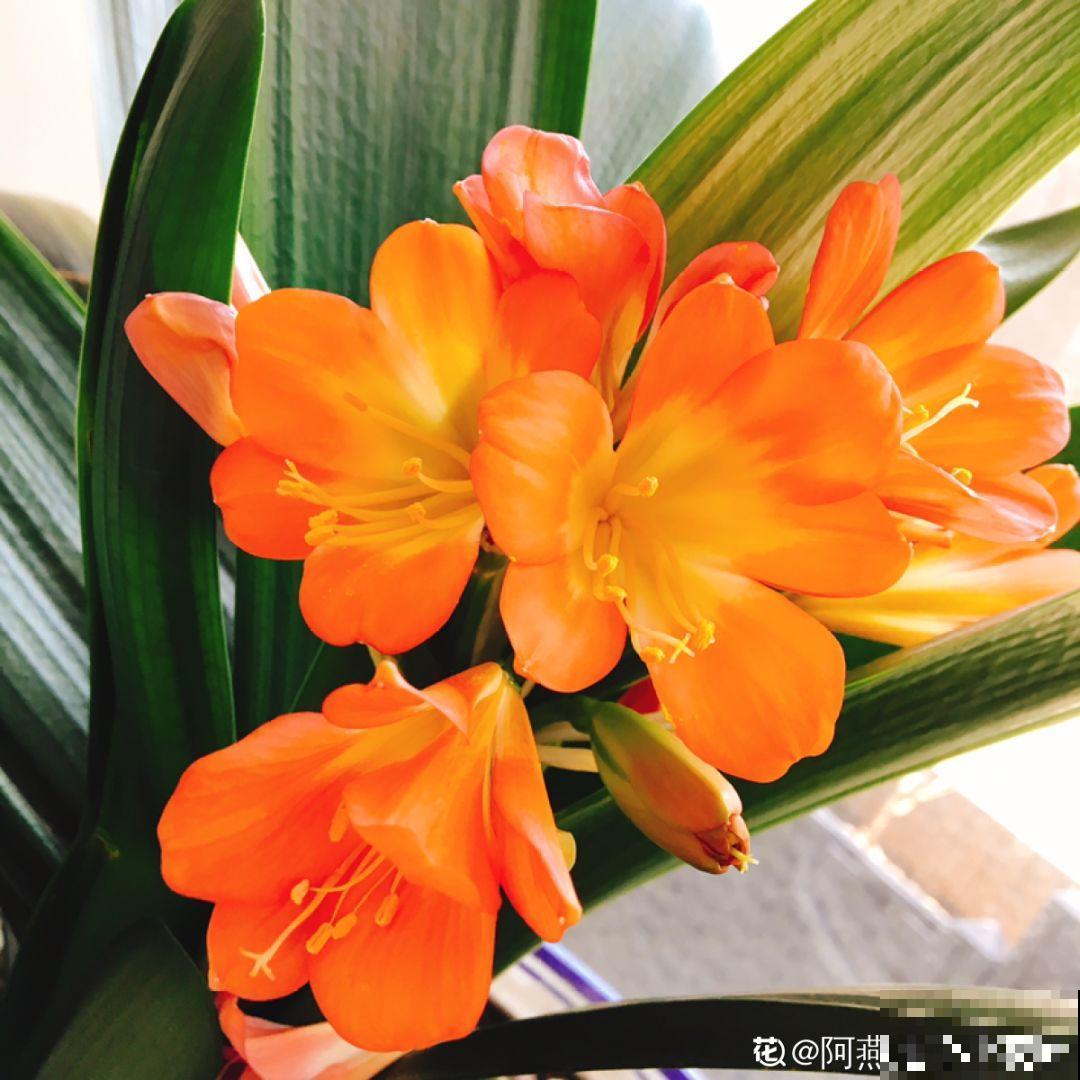 这花就是慢性子，开花都要人催，叶子该掐就得掐！
