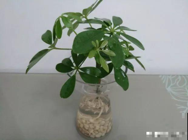 给花换个时髦养法，天天浇水都不怕，养10年都没问题！