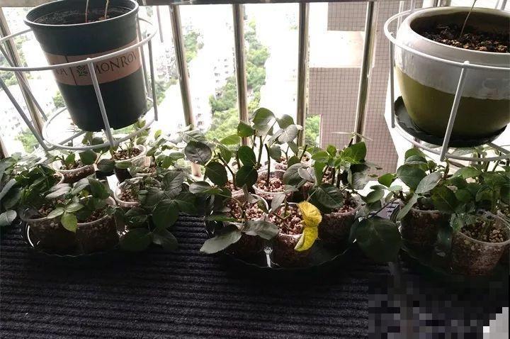 最难扦插的花，蘸点它插土里，20天白根蹭蹭冒！