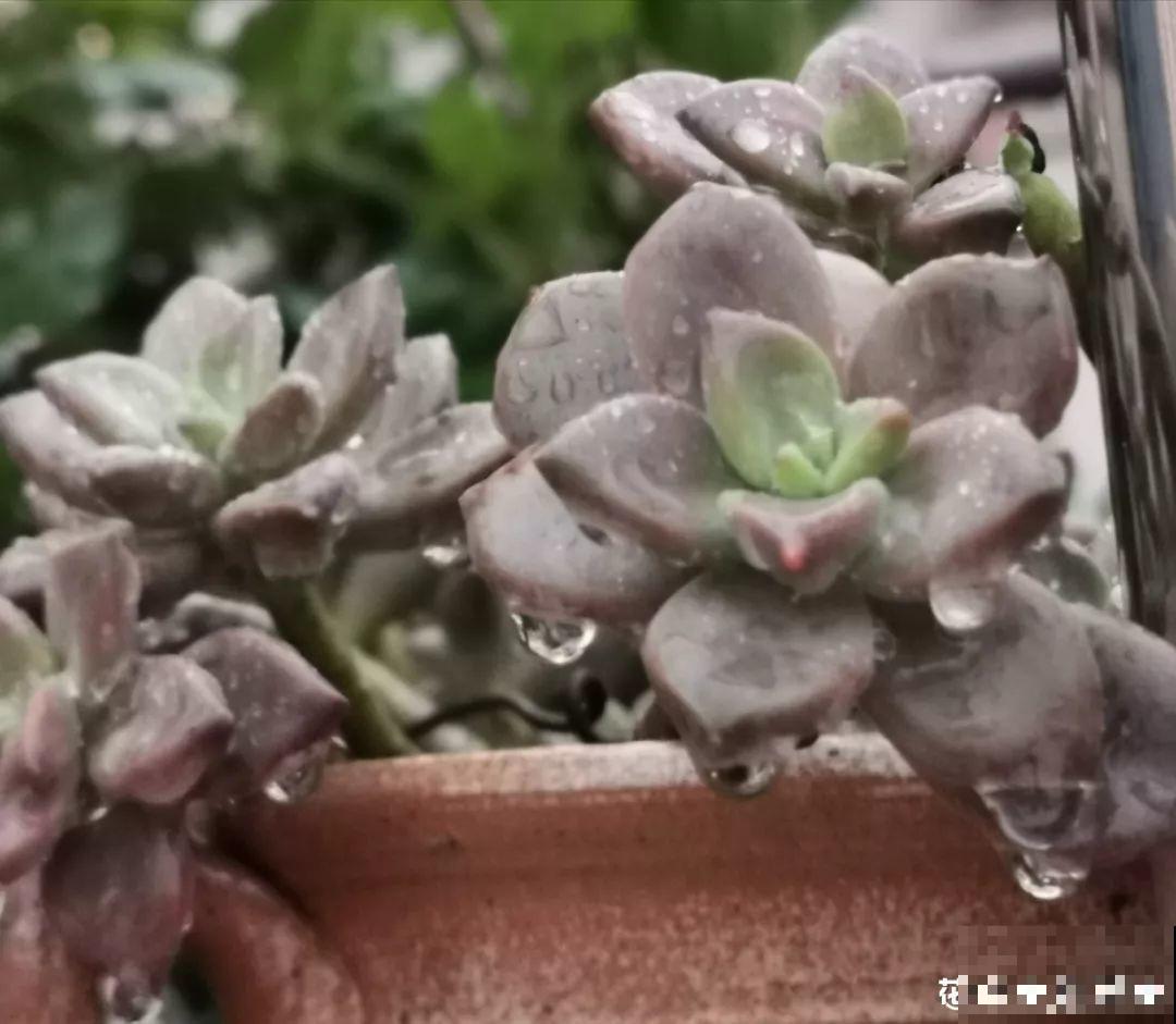 多肉洗个澡，瞬间变成水晶肉，个个都是仙气十足！