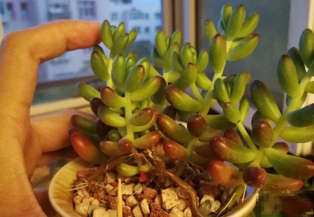 秋天给多肉换盆，少了这一步，还不如不换！