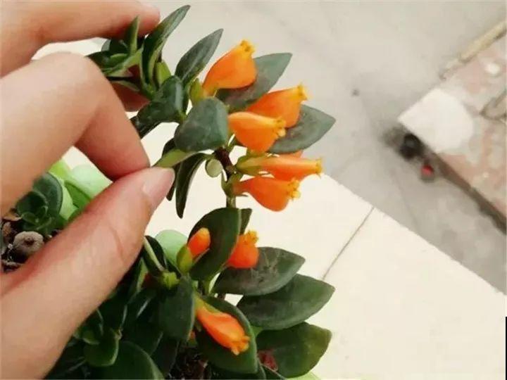 你家的金鱼吊兰是不是养成“菜”？这么养，一年四季都开花！