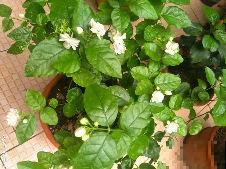 秋天别买这8种花，一回家就掉苞，养不活要后悔！