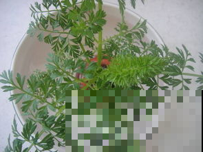 原来萝卜还能变盆栽，沾上点水，就能开出美丽花！